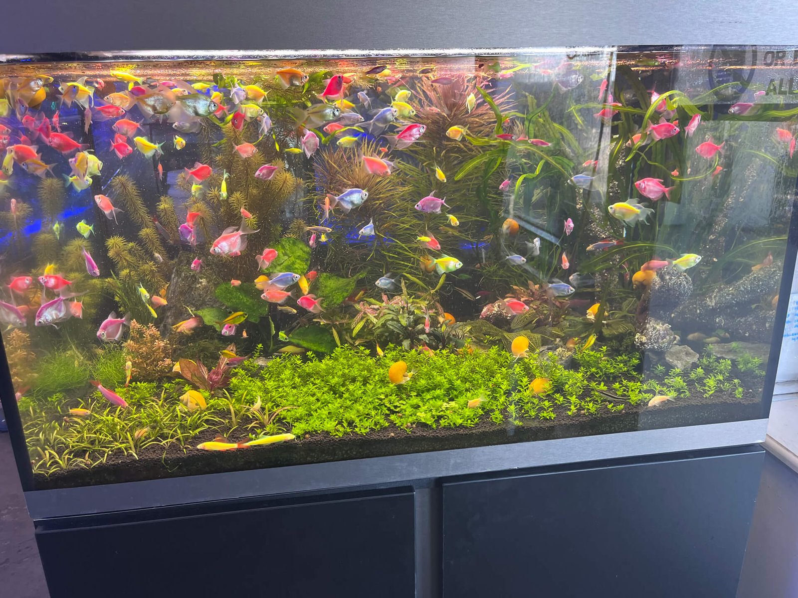Aquarium Junkie provides professional aquarium maintenance services in Douglasville GA, keeping aquariums healthy, clean, and vibrant with colorful fish.