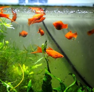 Aquarium Junkie provides emergency aquarium services in Douglasville GA including troubleshooting, water quality correction, and urgent equipment repair.